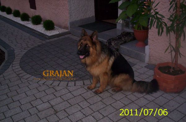 ARCAN Grajan 10 miesięcy